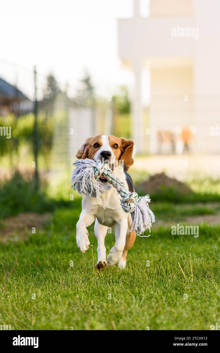 Beagle dog jumping and running with a toy in a outdoor towards the camera Stock Photo