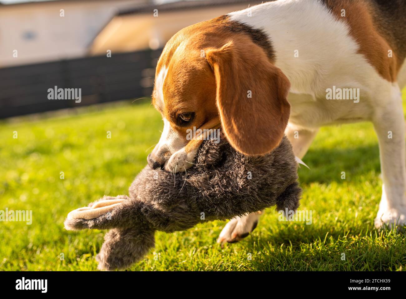 Dog with plush toy bunny rabbit in summer in garden. Excited about biting a toy. Copy space Stock Photo