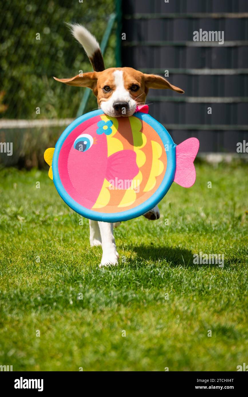 Playful Beagle Dog running with round colorful fish like toy. Vertical background Stock Photo