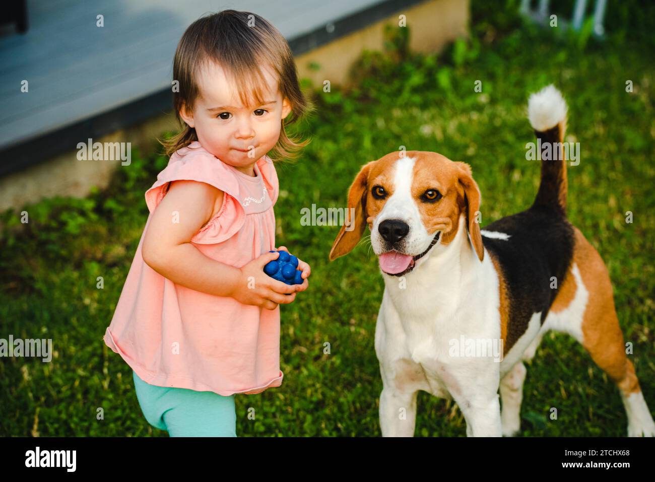 Cute baby girl together with beagle dog in garden in summer day. Domestic animal with children concept Stock Photo