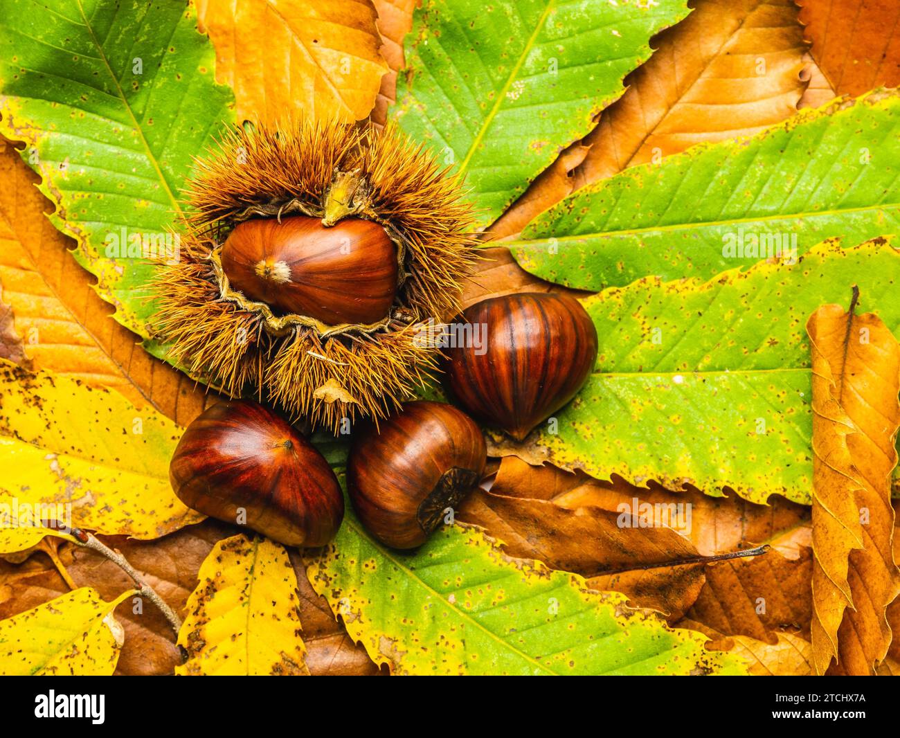 Ripe chestnuts close up with copy space. Autumn time Stock Photo