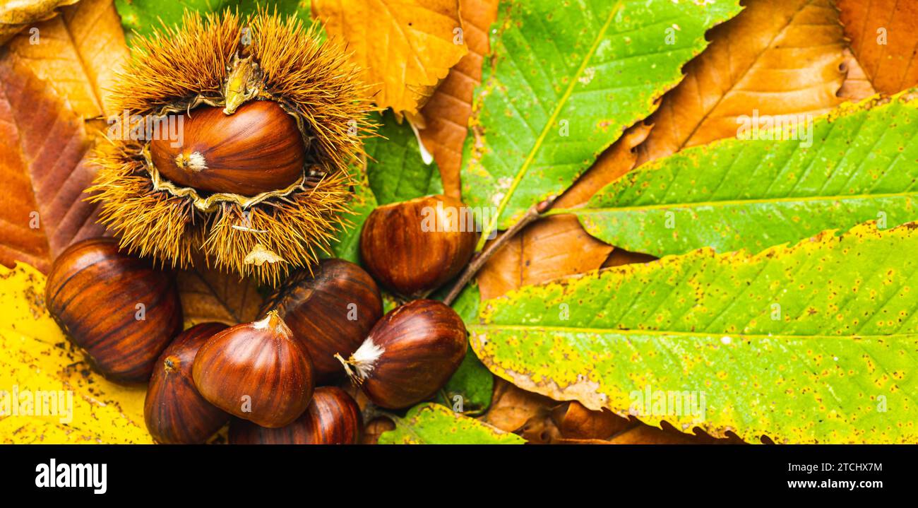 Ripe chestnuts close up with copy space. Autumn time Stock Photo
