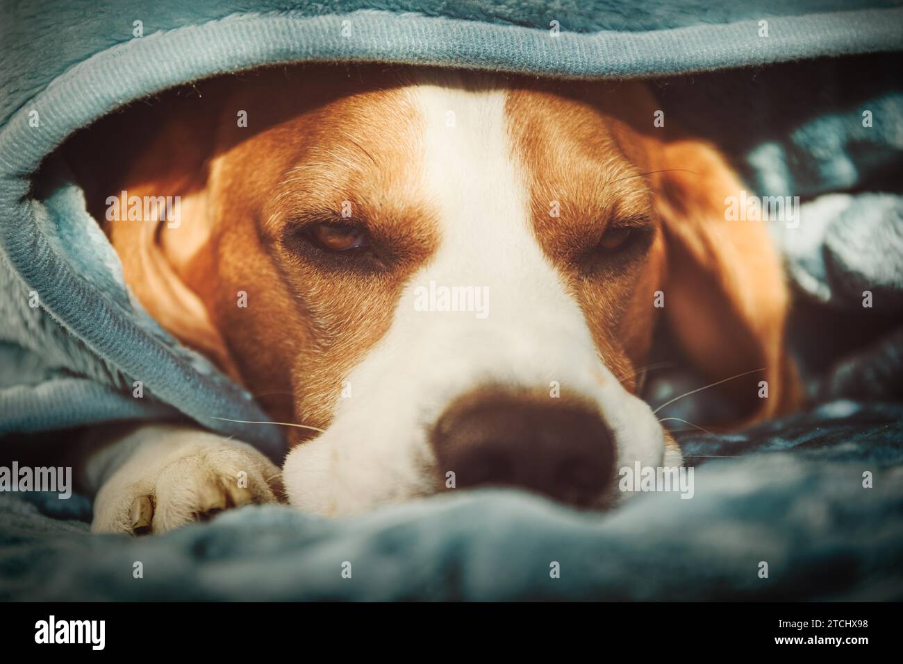 A pet beagle dog sleeps on a bed under blanket. Dog background. Canine