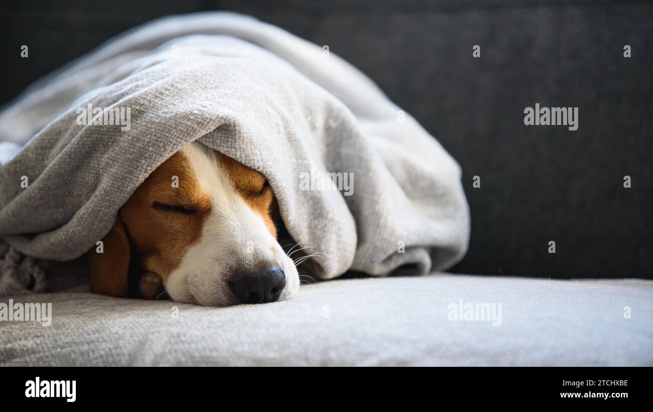 Dog on a sofa under the blanket after bath drying fur. Dog Hygiene concept Stock Photo Alamy