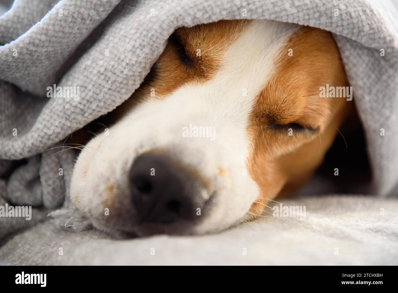 Dog on a sofa under the blanket after bath drying fur. Dog Hygiene concept Stock Photo Alamy