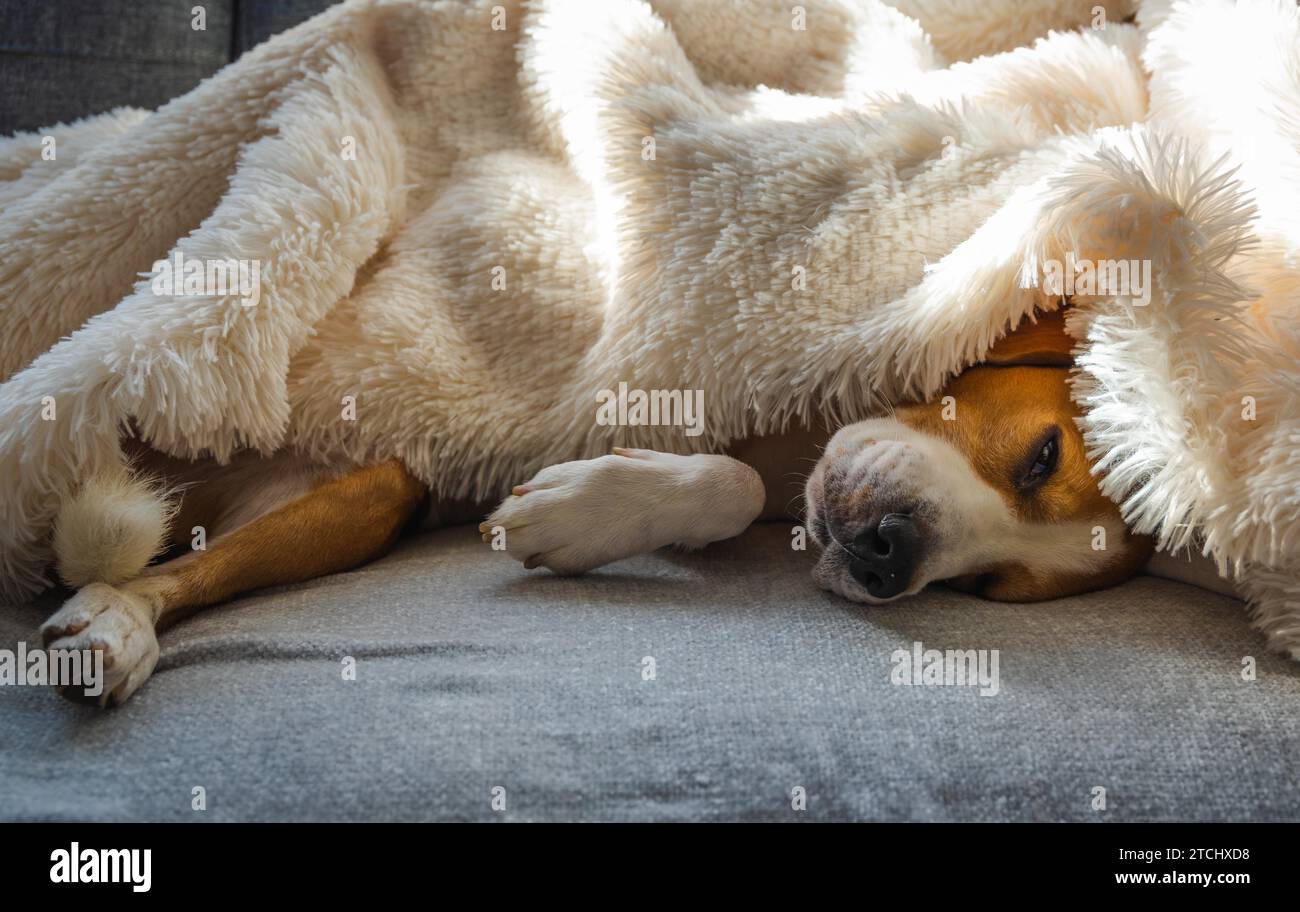Adorable beagle dog sleeps on a sofa under blanket. Dog bright