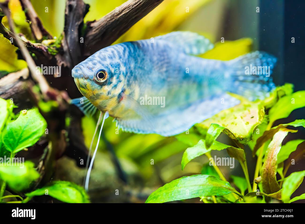 Opaline Gourami (Trichopodus trichopterus) tropical aquarium fish in fish tank Stock Photo