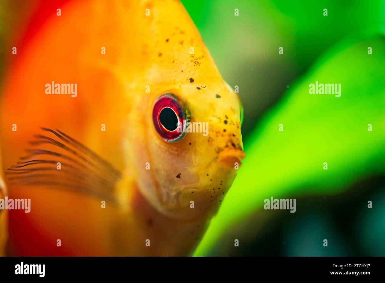 Portrait of a red orange tropical discus fish (Symphysodon) in a fishtank. Selective focus background Stock Photo