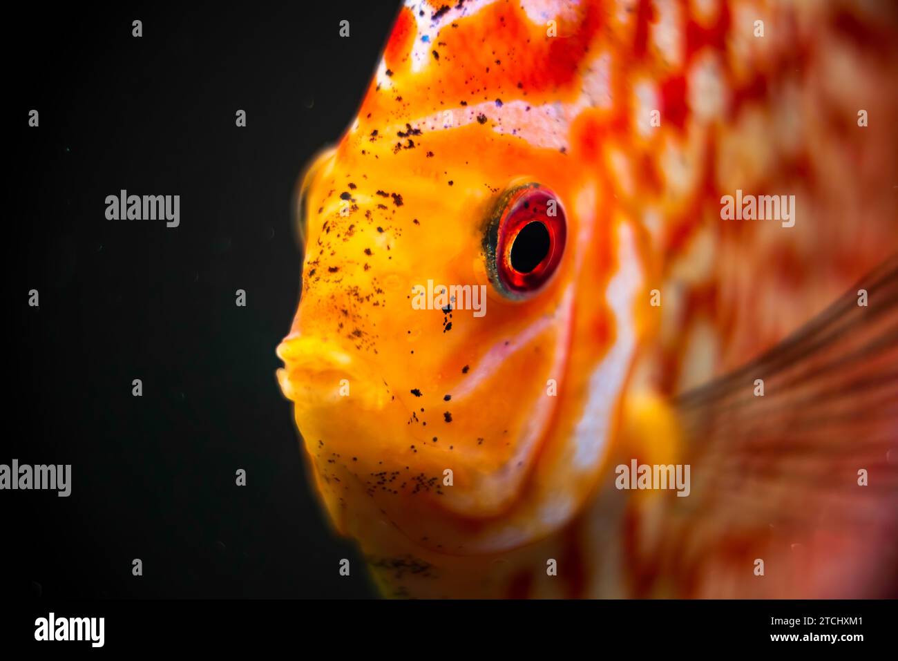 Red, Orange Discus fish detailed close up in the aquarium. Fishkeeping theme Stock Photo