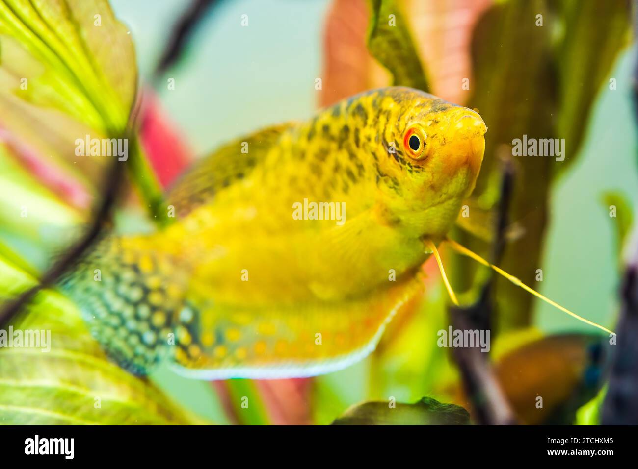 Aquarium Fish Golden gourami Trichogaster trichopterus Gold in fish tank Stock Photo