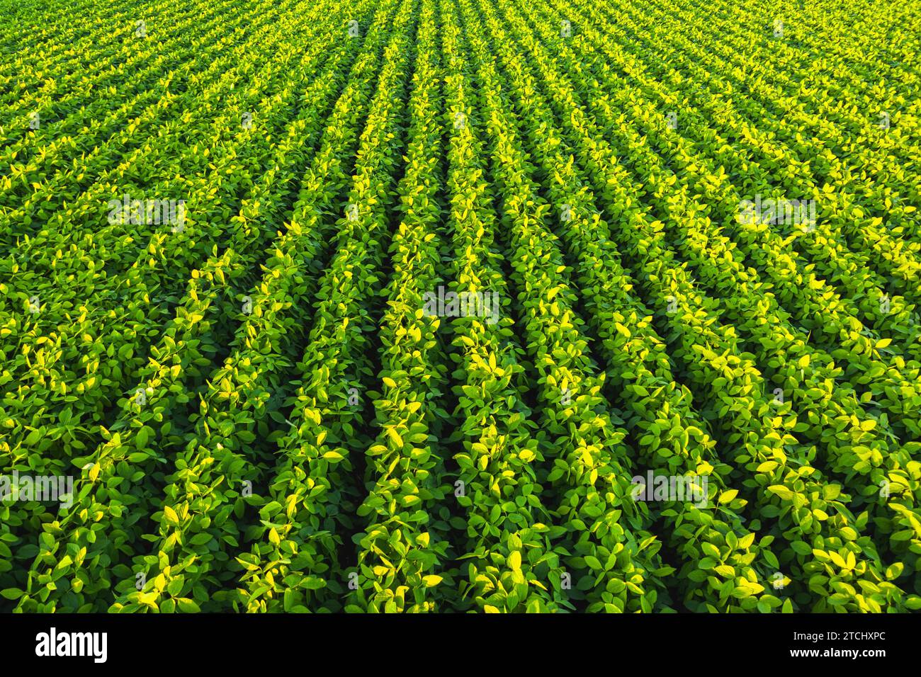 Soybean field with rows of soya bean plants. Aerial view. Agriculture