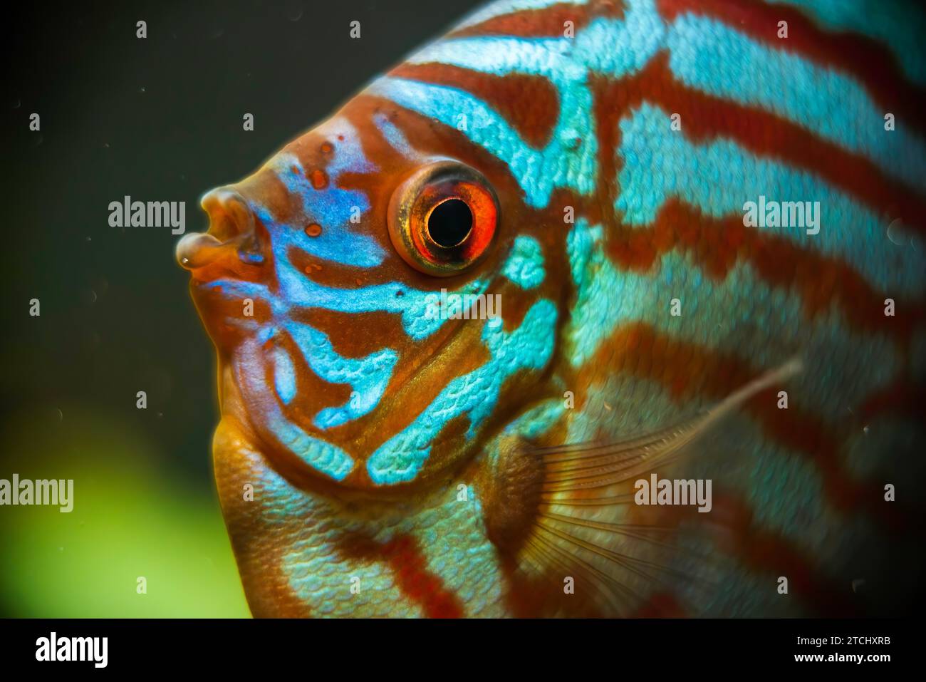 Red, blue, green Discus fish detailed close up in the aquarium. Fishkeeping theme Stock Photo