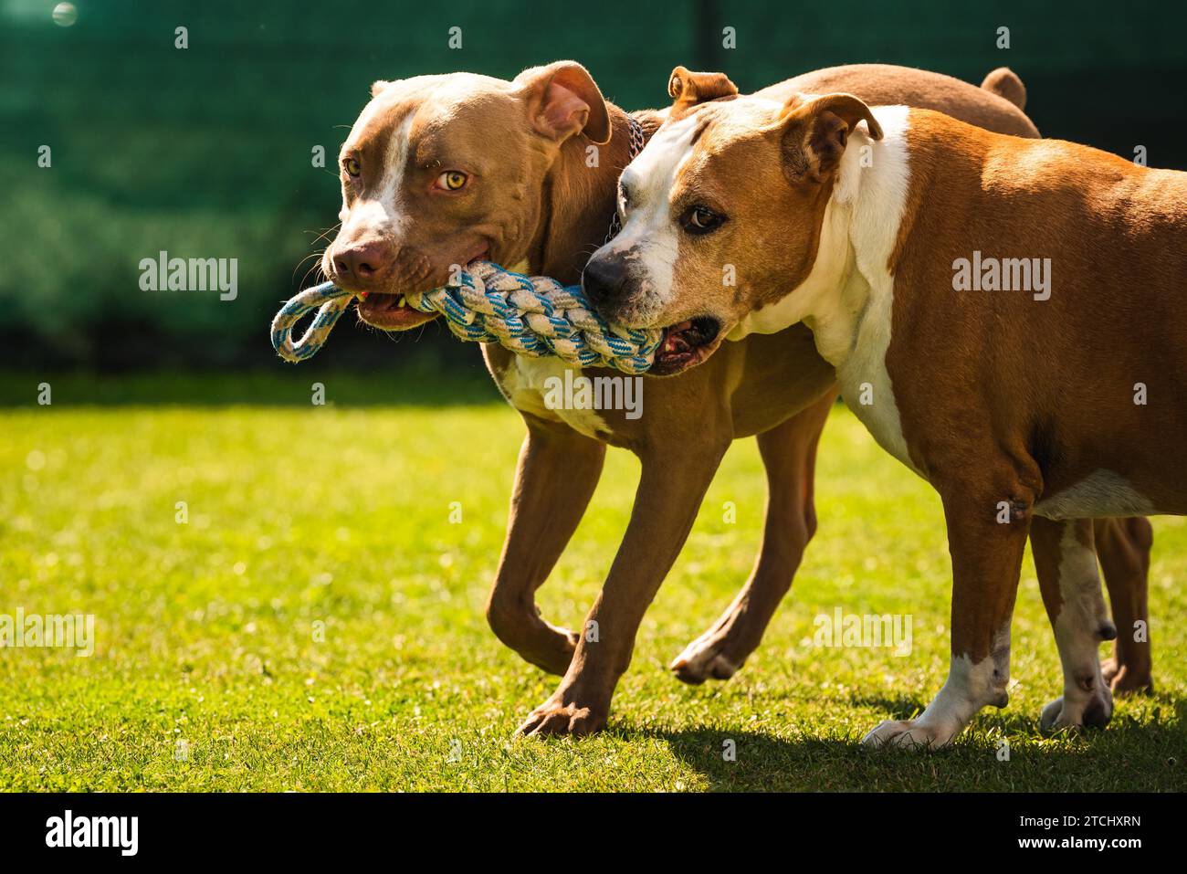 Two dogs amstaff terrier playing tug of war outside. Young and old dog fun in backyard. Canine theme Stock Photo