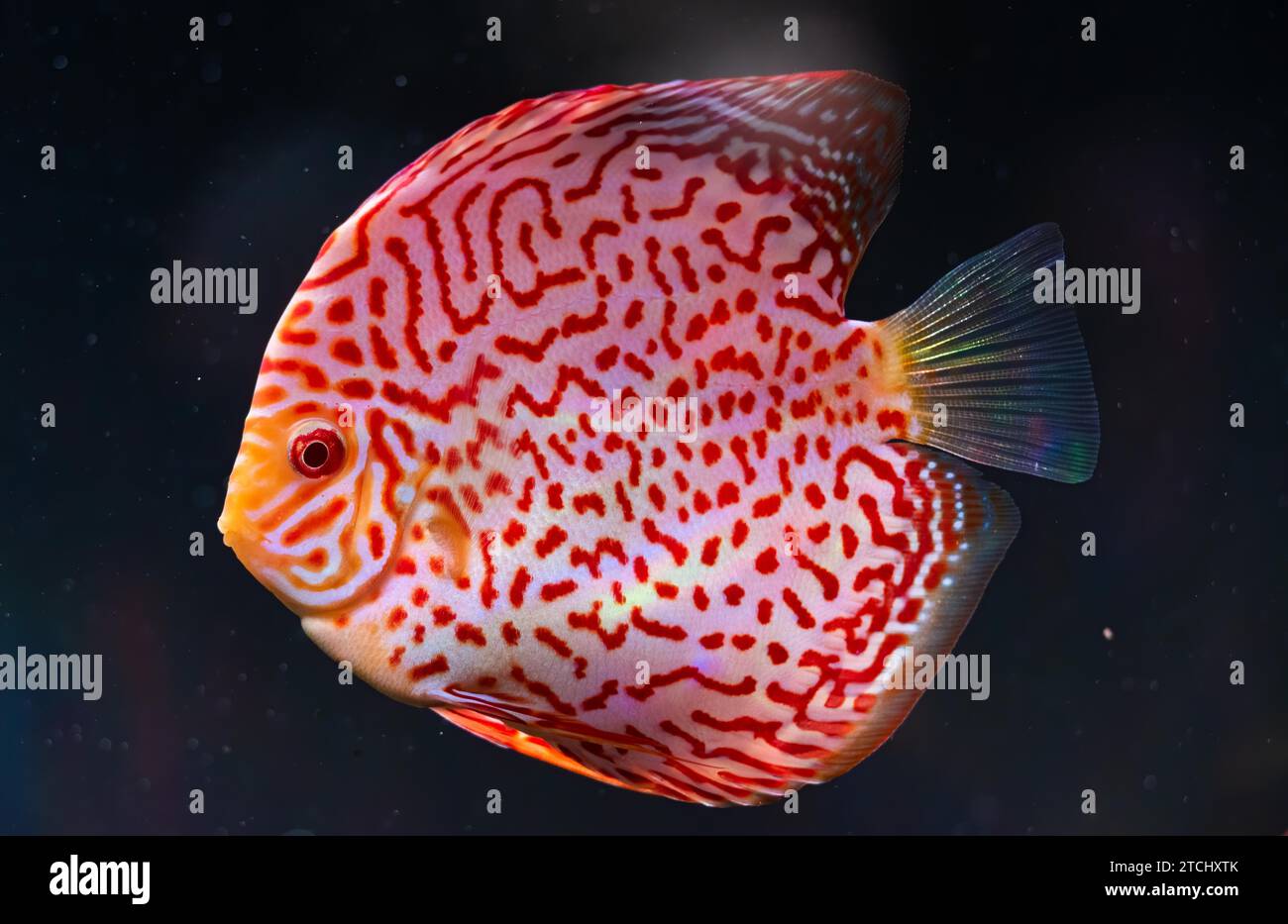 Closeup of a checkerboard red tropical discus fish (Symphysodon) in fishtank Stock Photo