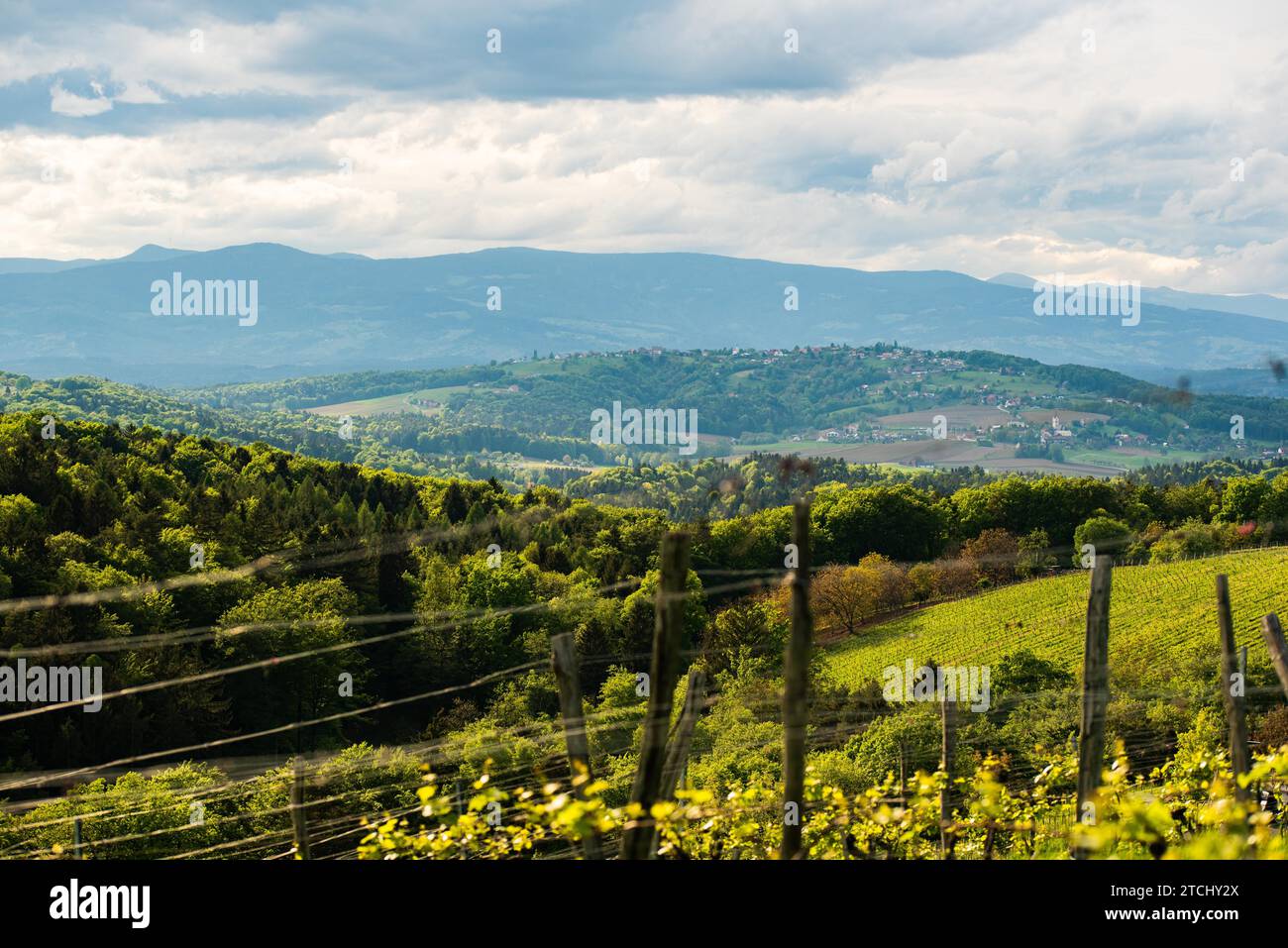 Crops of grape plants cultivated for wine. Spring time in Austrian ...