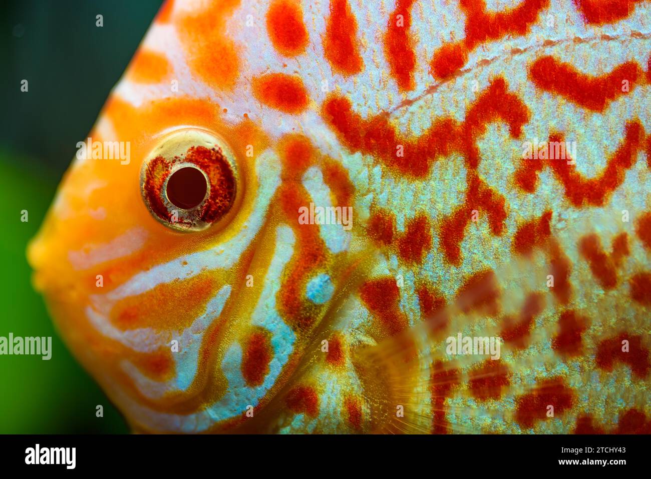 Colorful fish from the spieces discus (Symphysodon) in aquarium. Freshwater aquaria concept Stock Photo