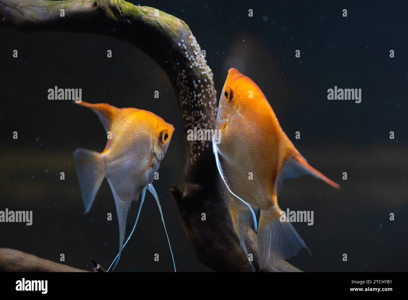 Pair of Gold Pterophyllum Scalare in aqarium, yellow angelfish lays its eggs. Roe on wooden branch. Selective focus Stock Photo