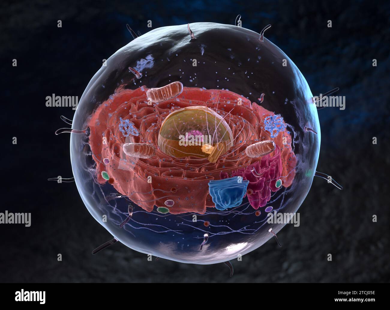 Organelles inside an Eukaryote or eukaryotic cell. 3d illustration Stock Photo