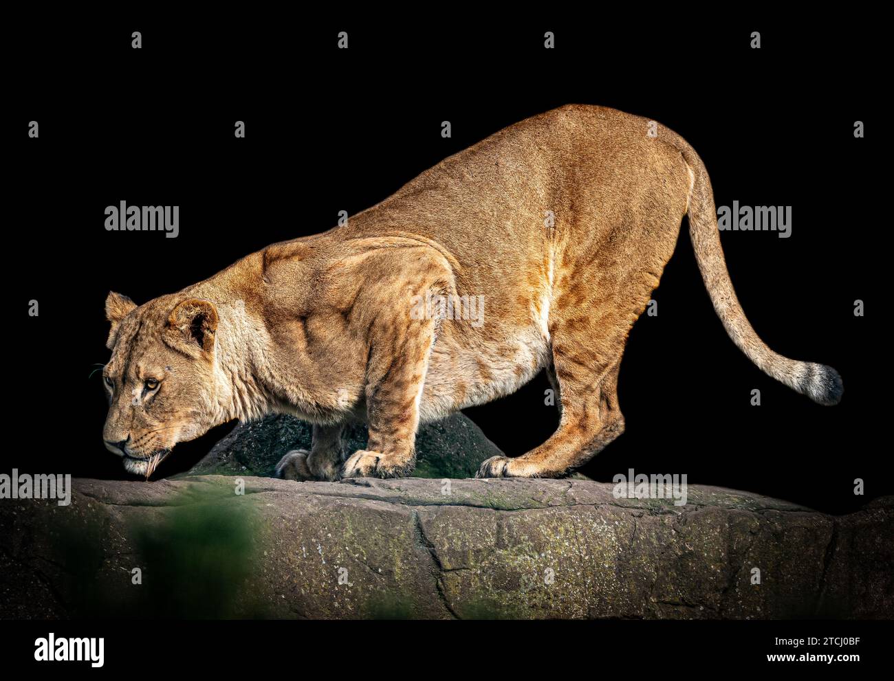 Lioness ready pounce hi-res stock photography and images - Alamy