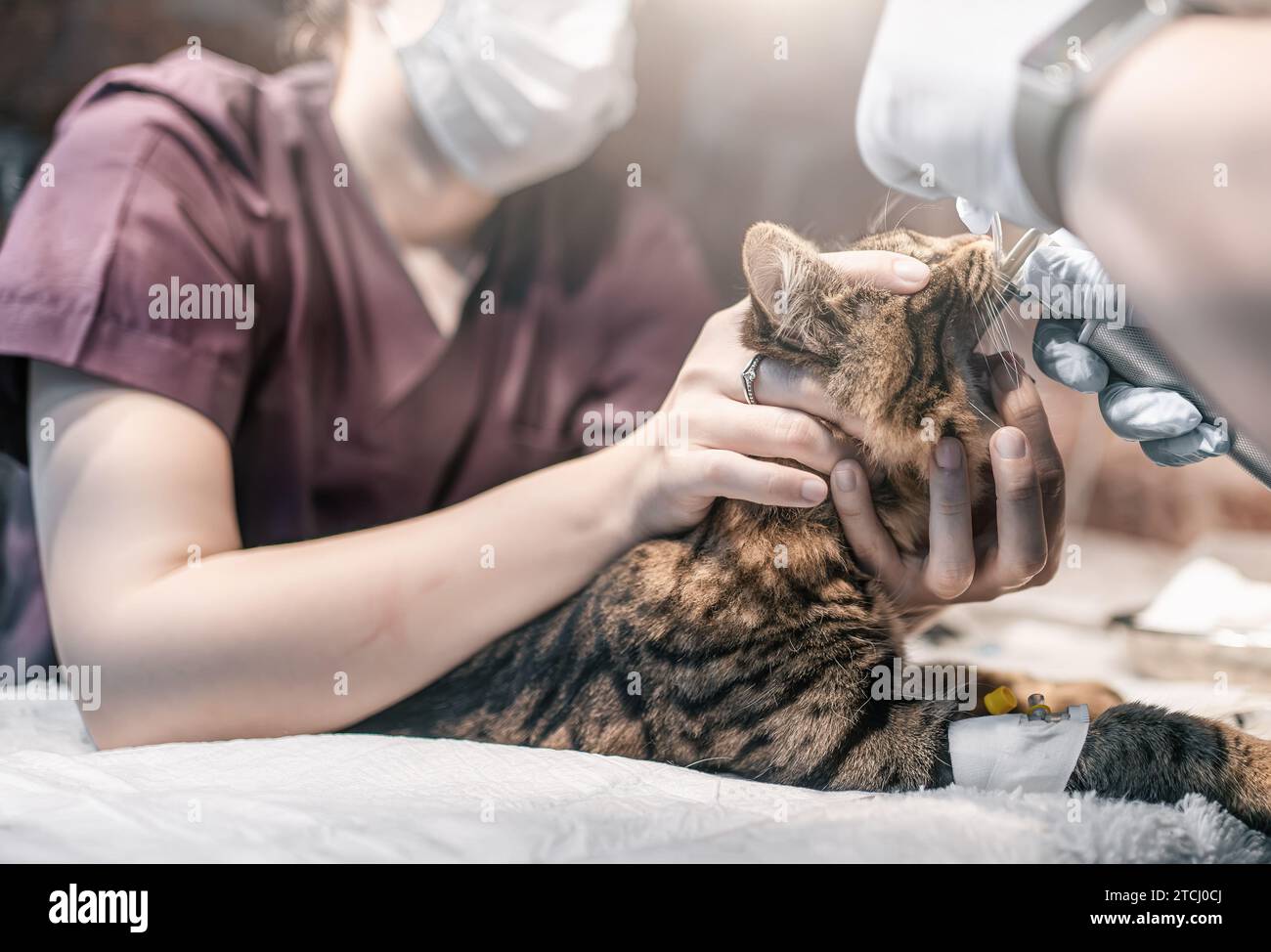 Animal Castration Castration Cat Hi res Stock Photography And Images animal-castration-castration-cat-hi-res-stock-photography-and-images