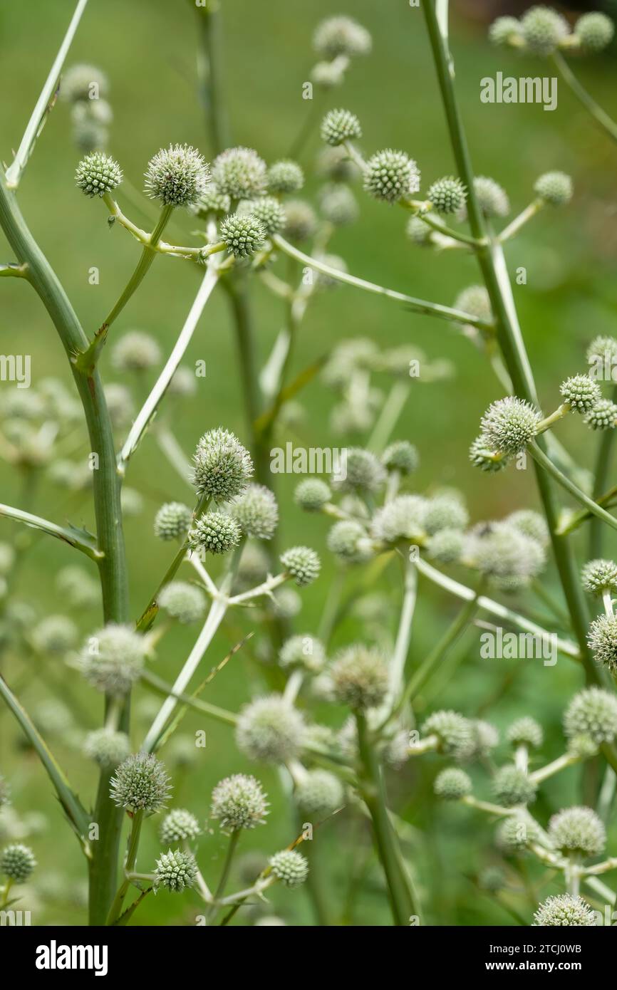 Eryngium paniculatum, globular greenish-white flowers borne on spiky bracts Stock Photo