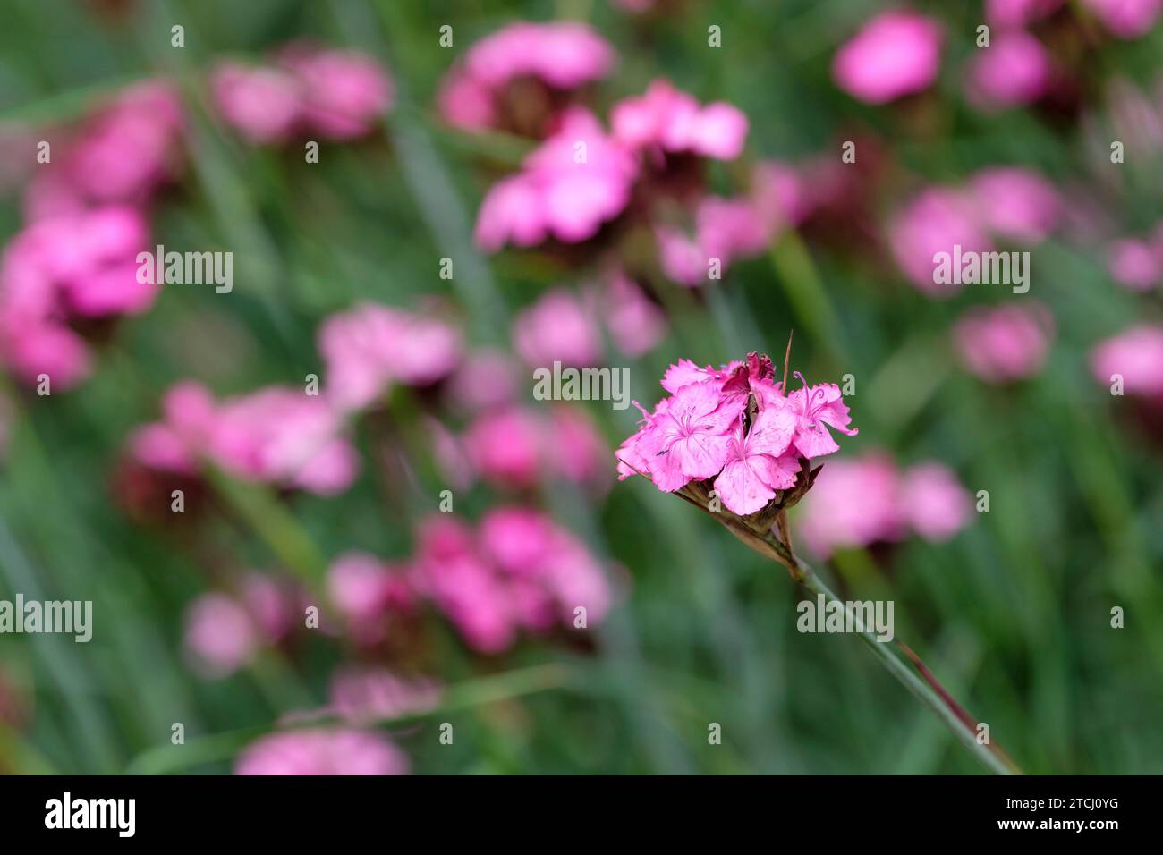 Dianthus carthusianorum, German pink, Dianthus clavatus, reddish magenta flowers in terminal clusters, Stock Photo
