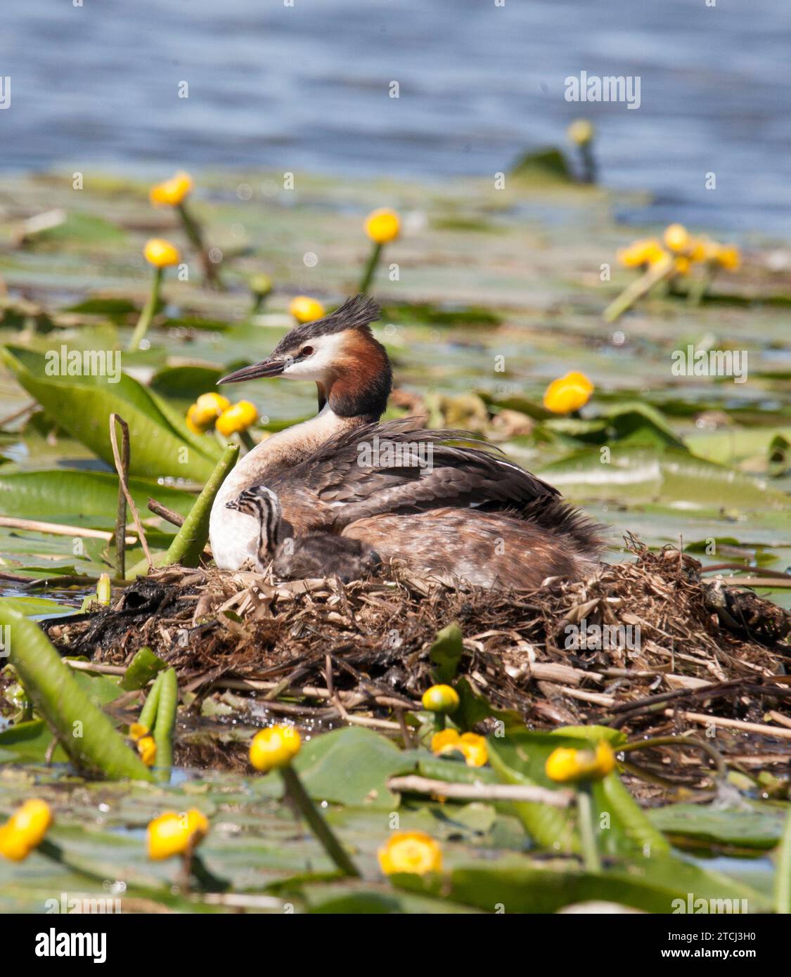 GREAT CRESTED GREBE a couple with nest with kid Stock Photo