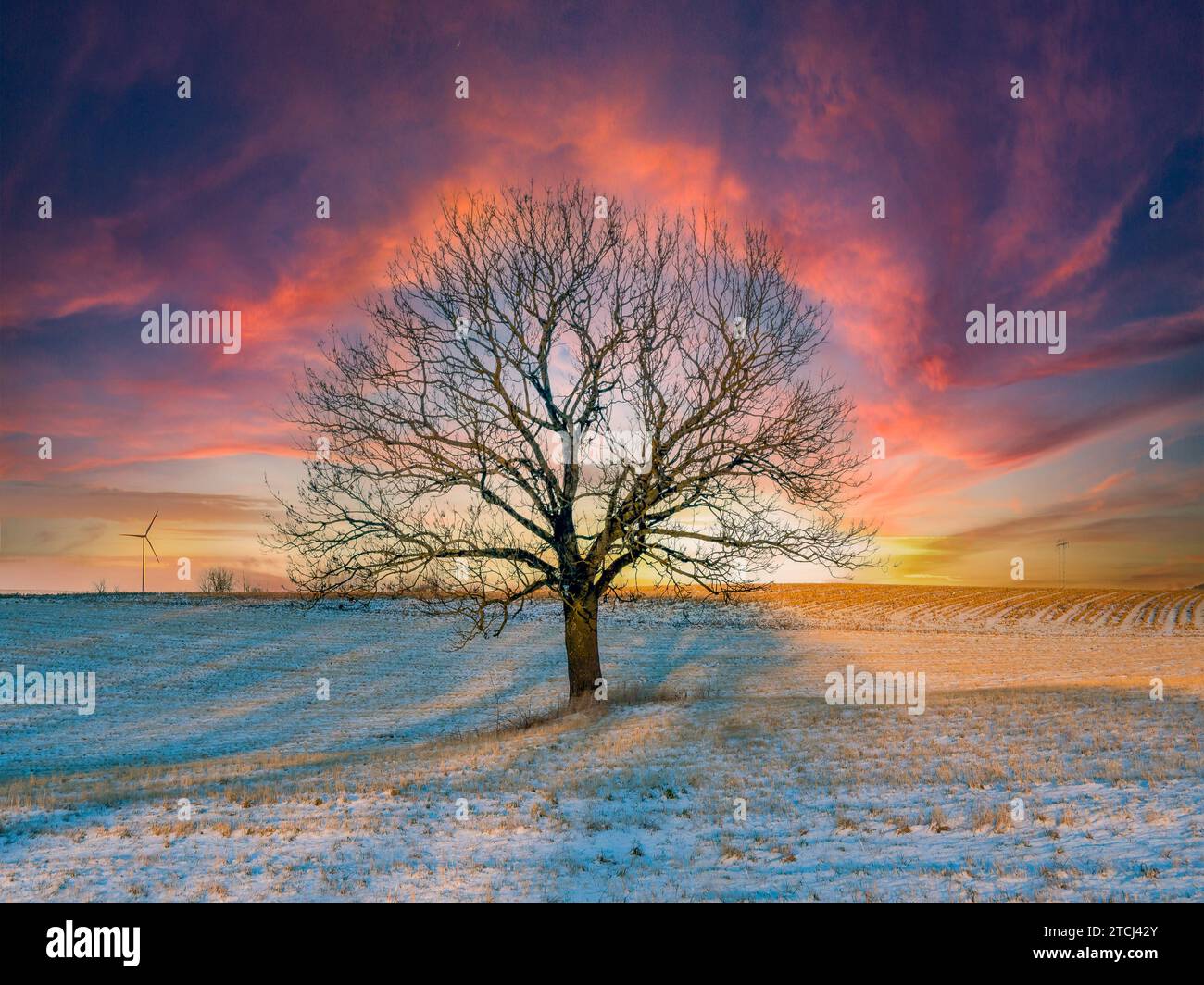 Wintry tree in the afterglow Stock Photo
