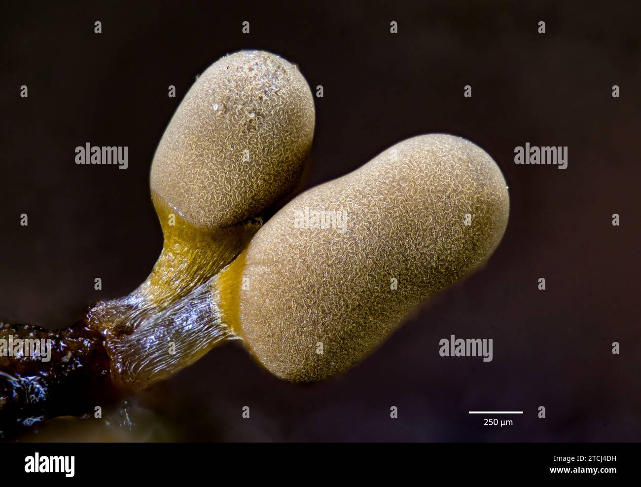 Sporangia of slime mold (Trichia sp.?) growing from wood of common ash ((Fraxinus excelsior) collected from Hidra, south-western Norway. Stock Photo
