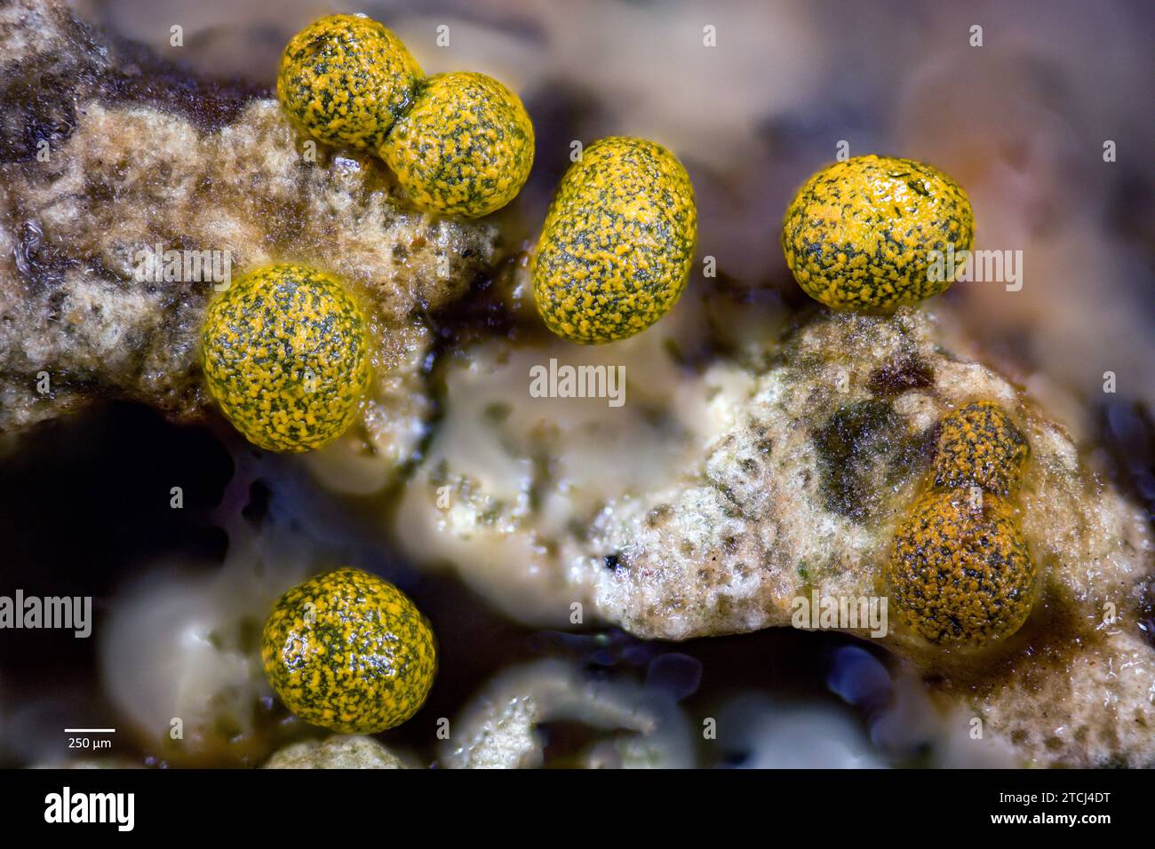 Sporangia of the slime mould Physarum sp. growing from organic material on decaying bark of an old oak collected from south-western Norway. Appeared a Stock Photo
