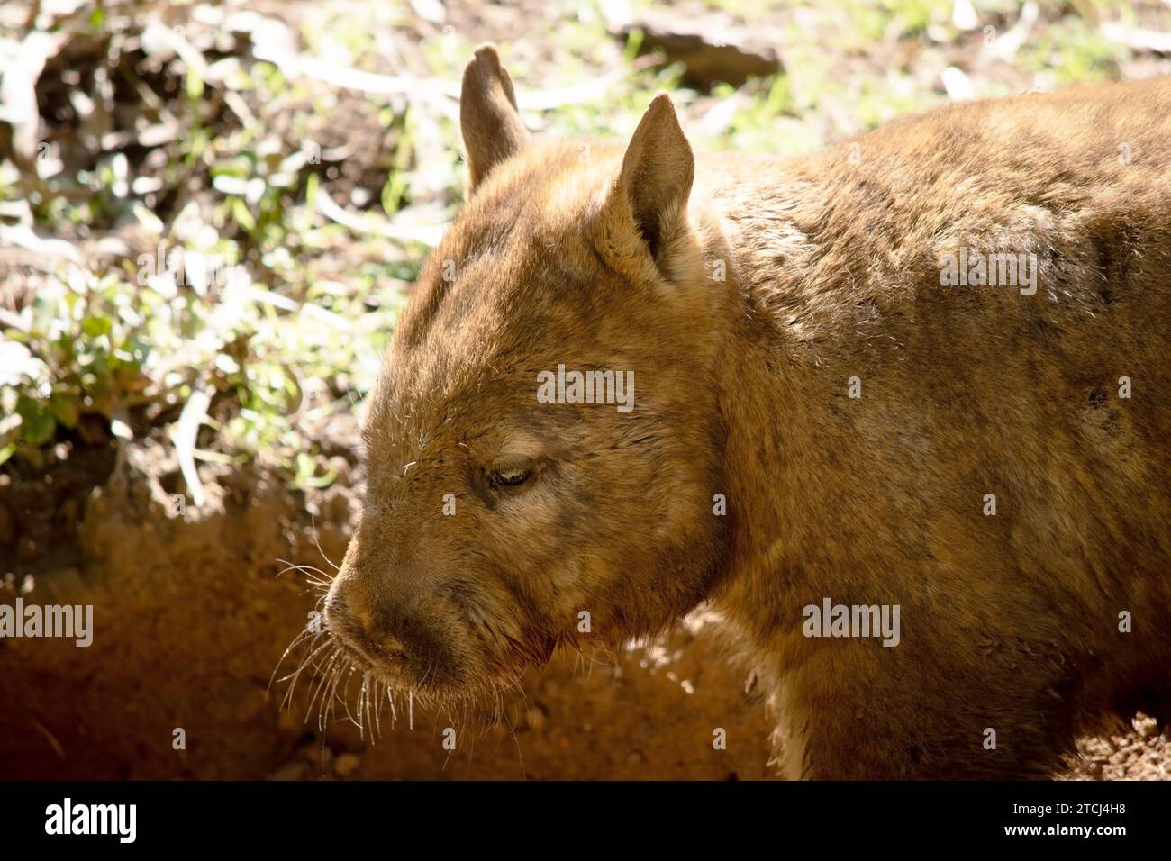 The hairy-nosed wombats have softer fur, longer and more pointed ears and a broader muzzle fringed with fine whiskers then common wombats. Stock Photo