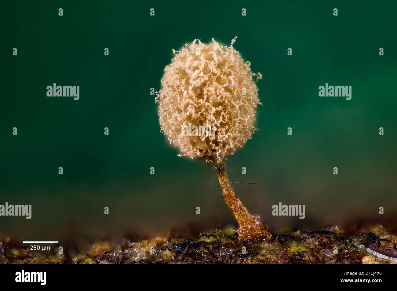 Sporangia of the slime mold Trichia sp. Growing from wood of Acer sp. collected from Hidra, south-western Norway. Stock Photo