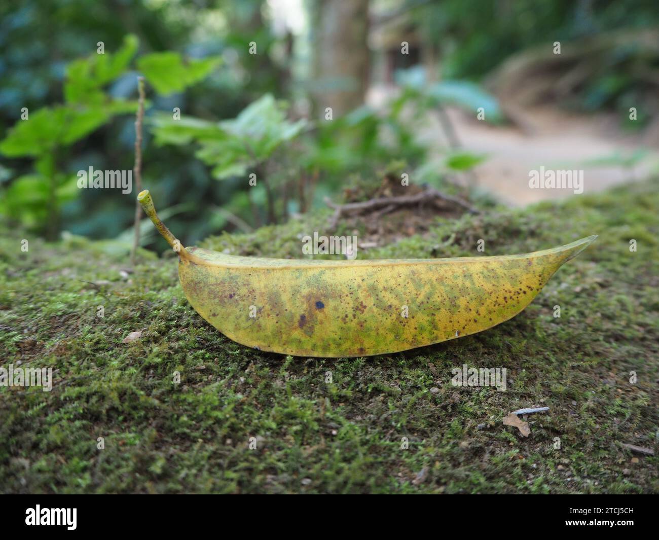 Yellow fallen leaf on moss covered ground Stock Photo