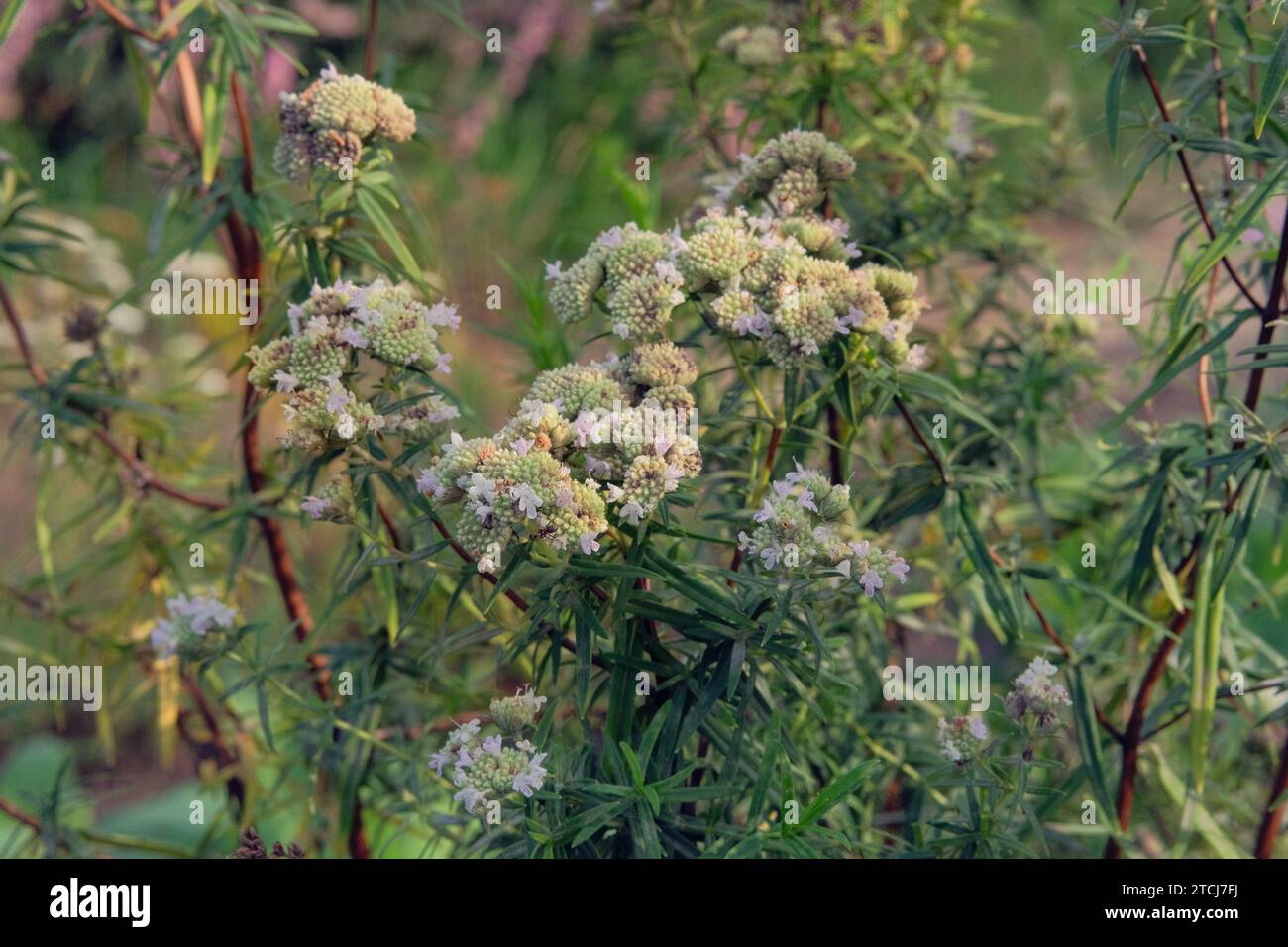Pycnanthemum virginianum is growing in garden. Green bush in country garden. Cultivated for its romantic flowers. Flowers in nature. Stock Photo