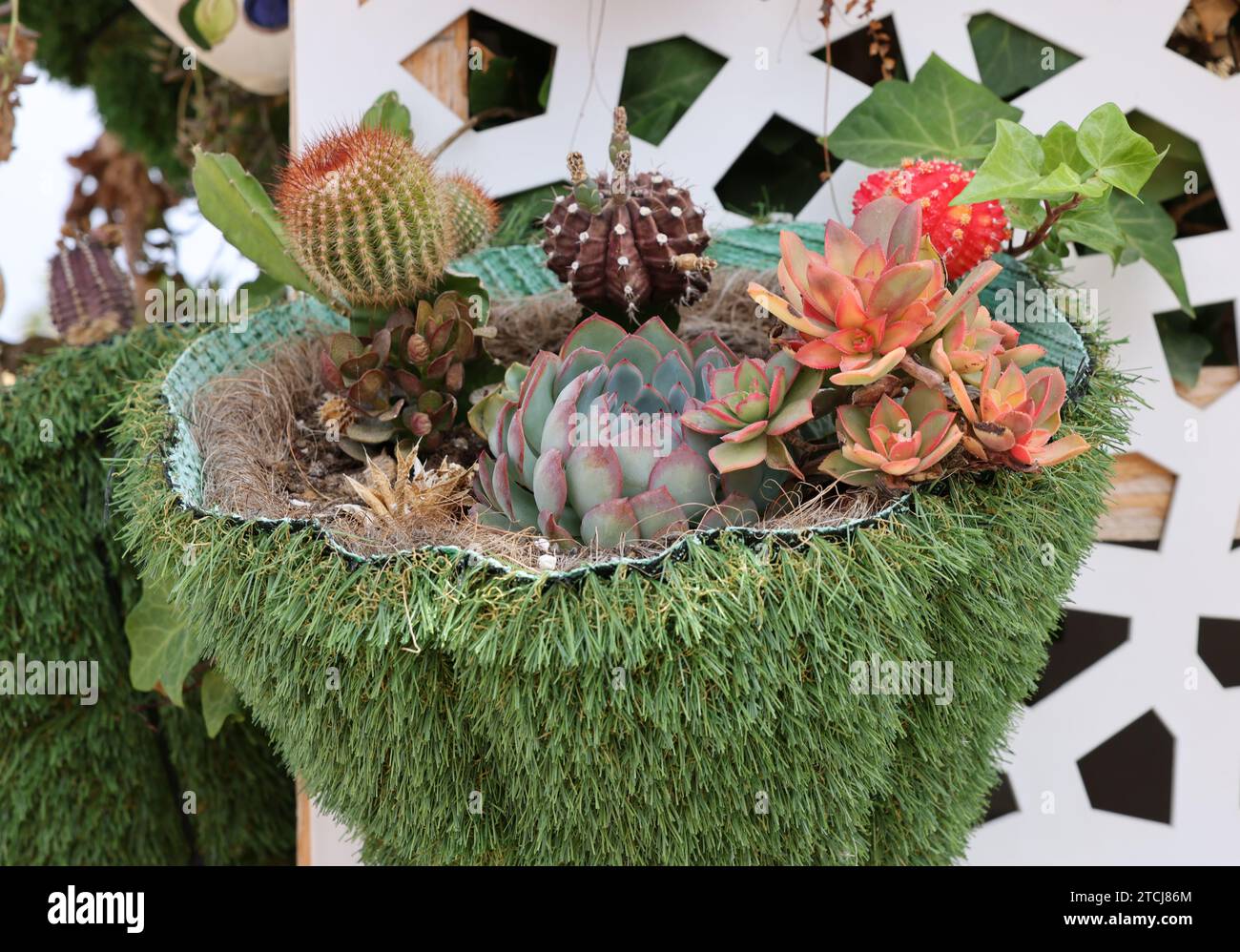 Floristic composition of cacti and sedum on the promenade in Torremolinos. Costa del Sol. Spain Stock Photo