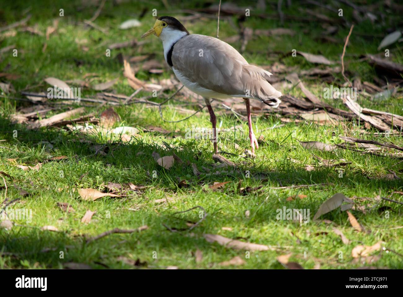 The Masked Lapwing is mainly white below, with brown wings and back and a black crown. Birds have large yellow wattles covering the face, Stock Photo