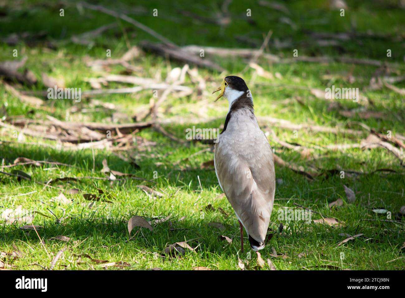 The Masked Lapwing is mainly white below, with brown wings and back and a black crown. Birds have large yellow wattles covering the face, Stock Photo
