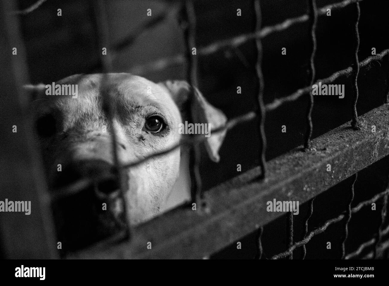 A grayscale of a stray dog peering through a metallic fence in a shelter in Serbia, Zrenjanin Stock Photo