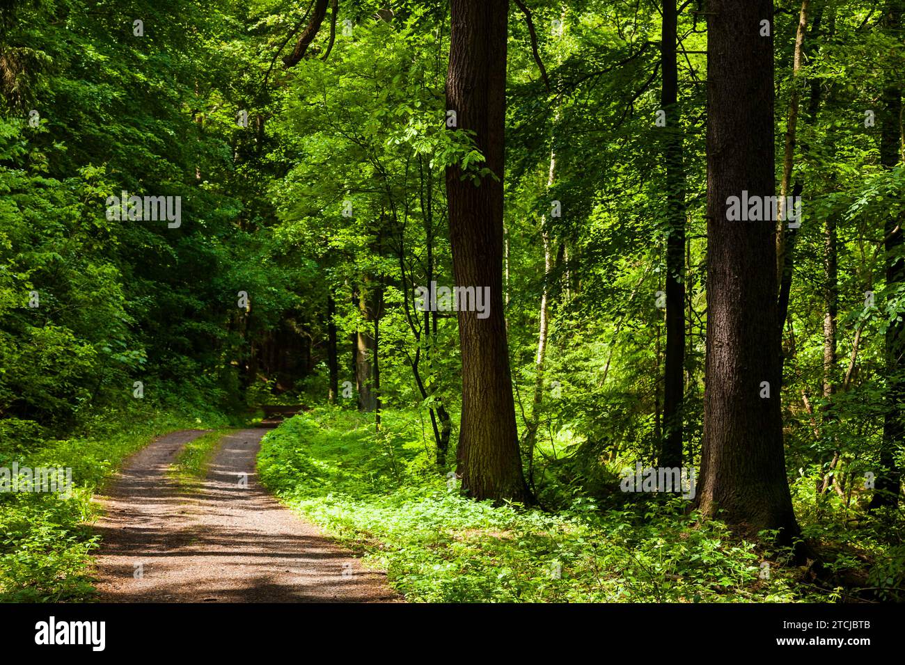 The Tharandt Forest, formerly known as the Grillenburg Forest, is a