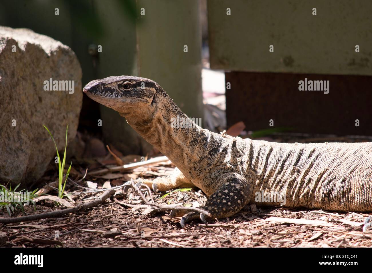 Rosenberg's monitor lizards have elongated head and neck, a relatively