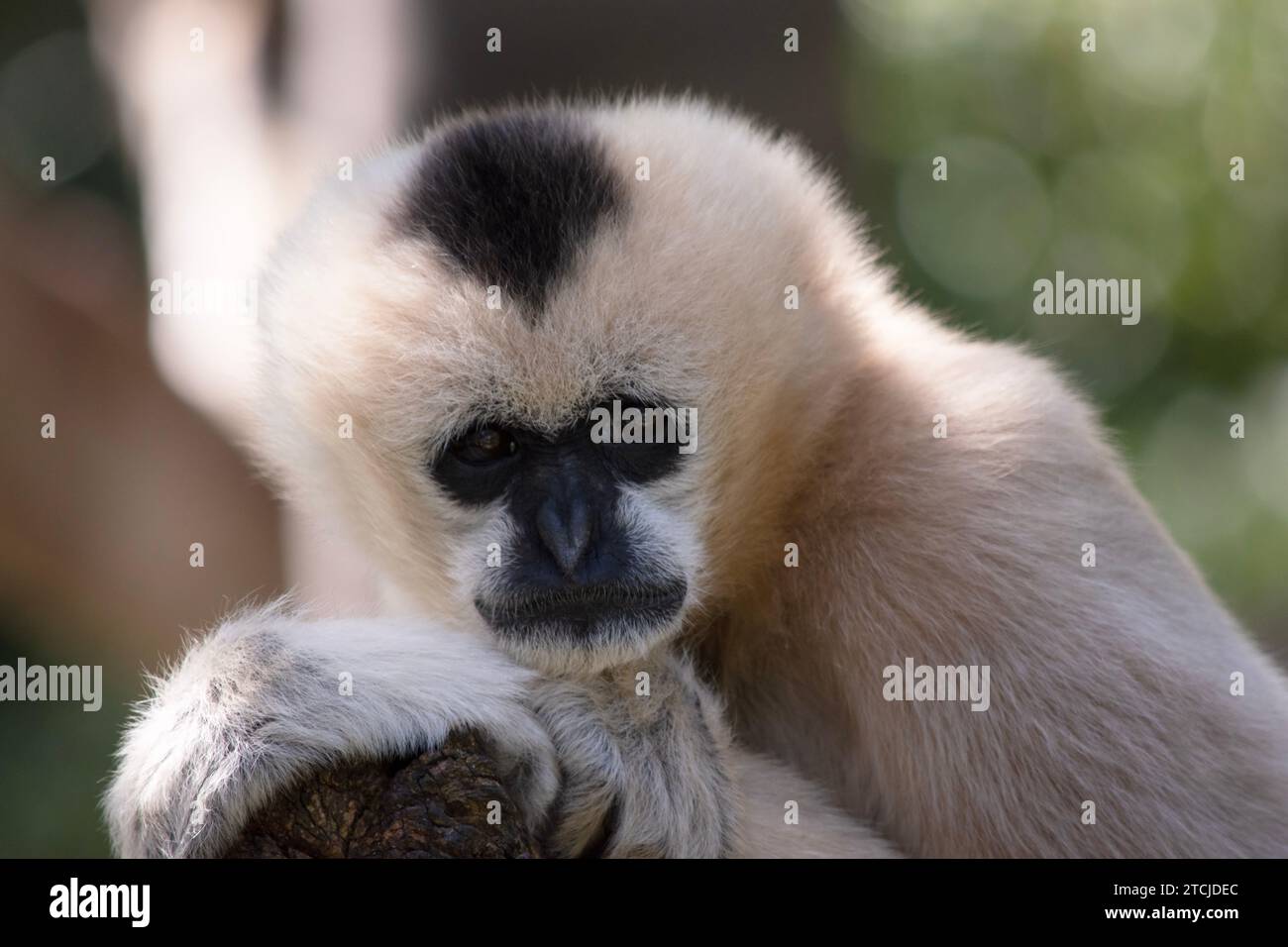 Female black beauty face Stock Photo