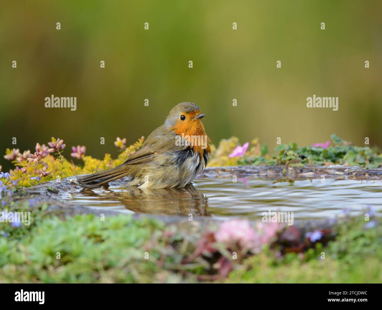 Flowers garden bird bath hires stock photography and images Alamy