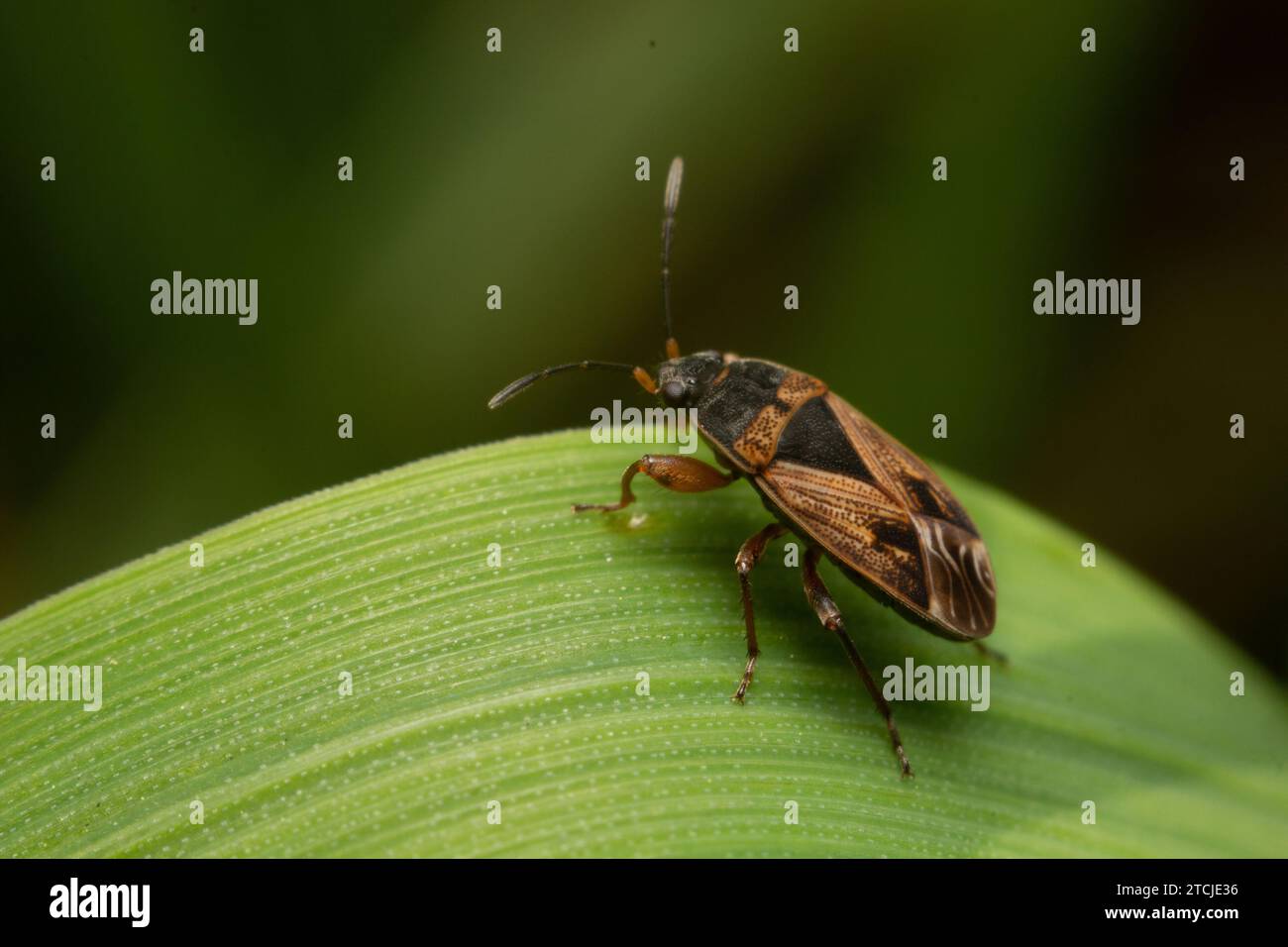Arocatus melanocephalus hi res stock photography and images Alamy Arocatus melanocephalus hi res stock photography and images Alamy
