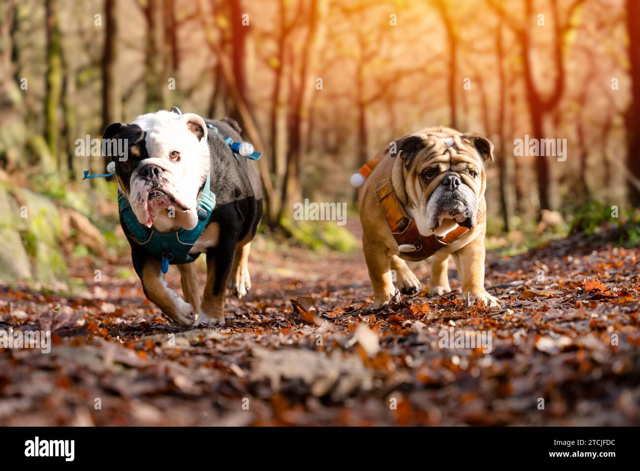 Red and Black tri-color English British Bulldogs walking in a forest on ...