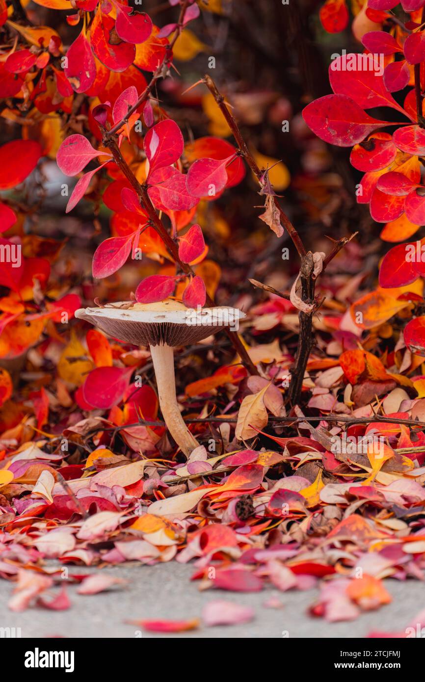A vertical of a mushroom growing in red leaves Stock Photo