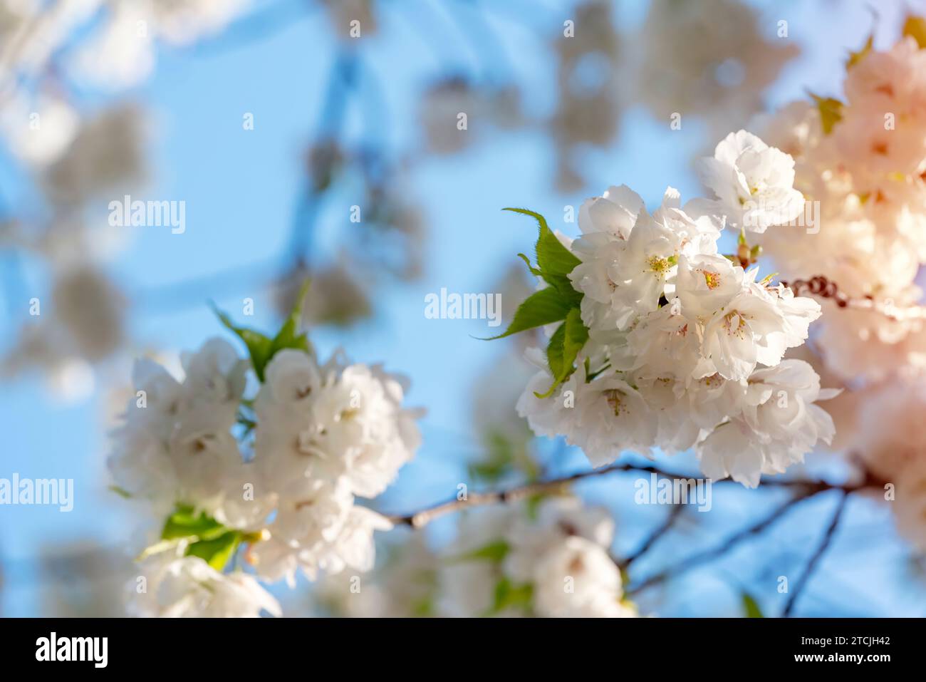 White Cherry blossom in a spring warm day. Beautiful nature scene with ...