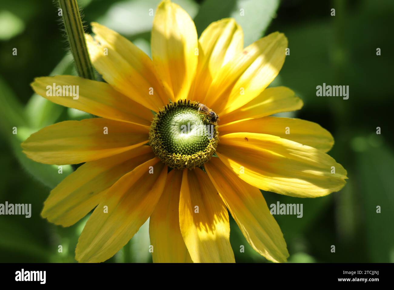 A Honey Bee covered in pollen at High Park in Toronto, Ontario Stock Photo