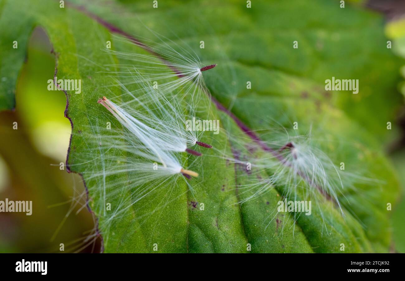 Tufty white seeds of the Thickhead weed landing on a green leaf Stock Photo