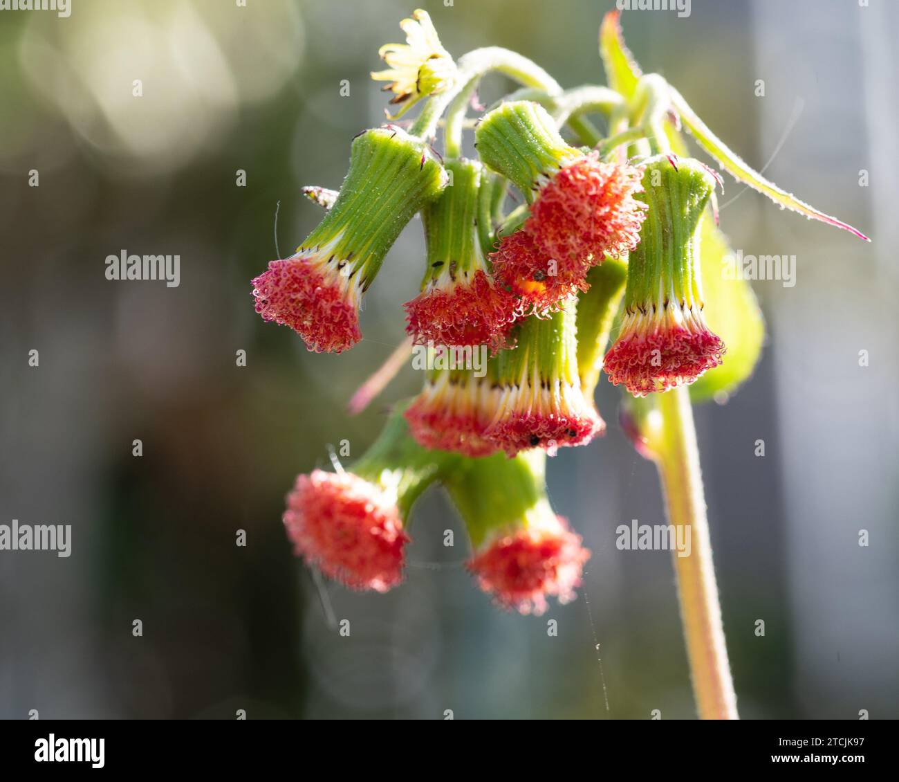 Red flower heads of the Thickhead weed plant Stock Photo