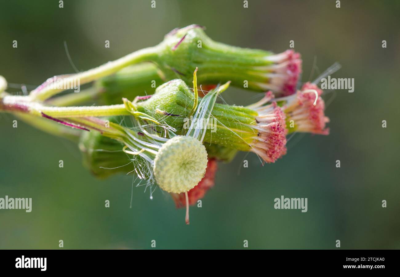 Red flower heads and one empty white round seed head with a few strands left,  Thickhead weed plant Stock Photo